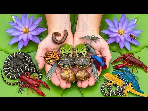 Tropical Rainforest Macro | Releasing Colorful Tiny Creatures Into the Wild | Wildlife Realism