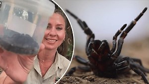 Largest funnel web spider in history found in Newcastle