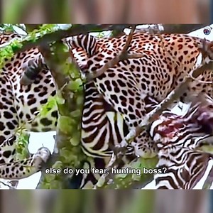 The combined weight of the zebra and the leopard was probably around 500 kilograms | Wild Africa