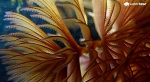 WaterBear Network is celebrating Women's Month on People'sWeather through a captivating array of impactful films focussed around climate and environment. They include filmmaker's personal journeys of discovery, investigative reports on illegal wildlife trade, educational revelations and underwater discoveries, and much more. Tune in on DStv Channel 180 or OpenView Channel 115 to watch. | People's Weather