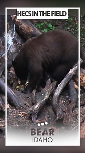 You only get one shot...unless you are wearing HECS #hunting #bowhunting #bearhunting | HECS