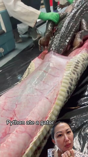 Python Eats Alligator: Shocking Video Footage