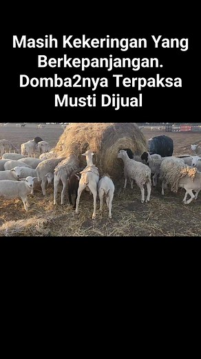 #dombasuper #ternakdomba #peternakan #CEMP #anakkandang #cempe #ternakayam #Pedaging # #dorper #dombaqurban | Java Farm Australia