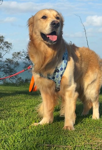 Charlie Golden Retriever on TikTok
