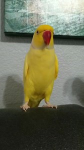 914K views · 59K reactions | The sweetest lover....Dunkin officially had his 7th birthday yesterday. | Chatterbox Parrots | Facebook