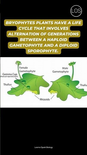 Plant Kingdom - Bryophytes Class 11 Biology #shorts #biology
