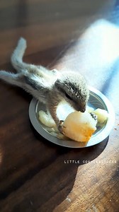 So hungry 😫 . . . #squirrel #babysquirrel #hungrysquirrel #sunday #LittleConversationssana | How To Invite Birds