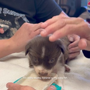 Last night, our rescue team returned with 13 Border Collies from one of the most horrific situations our founder, Theresa, has encountered in her many years of rescue work. Among these brave souls was a three-week-old puppy, whose chances seemed dim when we first welcomed her. Despite the odds, she showed us her fighting spirit, and we are overjoyed to share her progress with you today. This little fighter is proving every moment that miracles happen, and her journey is just beginning. We'll con