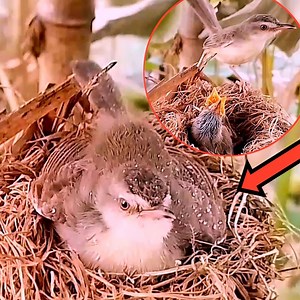34 reactions | Mother bird with white eyebrows, in the shell protects the baby from the storm outside #beatyful #nature #wildlife #animals #animallover #nature #birdwatching #photography #zoo #cuteanimals #pettingzoo | Review Bird All | Facebook