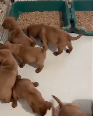 These reds are sooooo cute! 😁🥰 | Mountain High Labradors