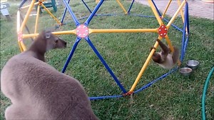 Baby Sloths Being Sloths | Ｓｌｏｔｈｓ