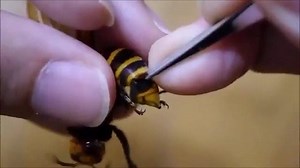 21K views · 355 reactions | Incredible video of a parasite being extracted from a hornet! . This hornet is infected by a Xenos mouton parasite. A parasitic infection causes behavioural, and physiological changes, including castration! Infected hornets are also left out of colony tasks, like foraging, and commuting with their group to collect and feed on nearby vegetation. . video by: 黒軍鶏 Kurosyamo | YouTube via @science . #wasp #hornet #bee #parasite #science | Butterfly Babe | Facebook