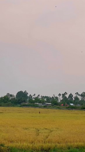 Cảnh Đẹp Quê Tôi trên TikTok