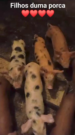Filhos duma porca na hora do jantar !!! São tão lindos !!! ❤️ Obrigado amigo pelas imagens ! Na minha terra já não vejo disto 😞! | Bruno Pires