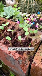 Deer Resistant Wildflower Seed Mix🦌 #seedconnect #gardening #gardeningtips | Seed Connect