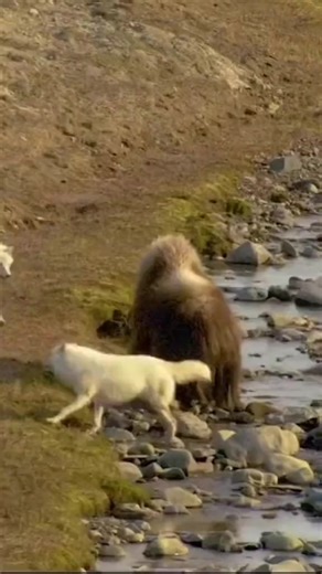 Teamwork 💪 Order wolf gift items https://giftclubpro.com/collections/wolf-gift-item . . #wolf #wolfdog #wolves #dogs #wolfdog #wolfgirl #animal #wildanimal #snowwolf #animals #roar #pet #homies #bravo #americanwolf #life #morningwolf #native #nativeculture #wolfcommunity #wolfdogpuppy #lonewolf #siberianwolf #wolfdoggy #wolflove #highcontentwolf #wolfdoglove #wolfdogclub #wolfdoghybrid #americanwolfdog | Wolf lovers world