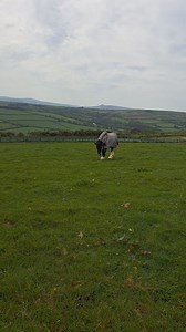Happy horses❤️ | Gentle Giants-Shire Horses