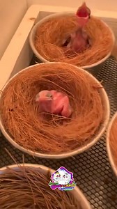 188K views · 1K reactions | amazing birds | Fitneess | Facebook