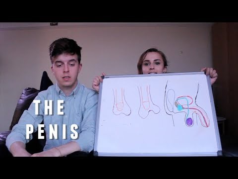 Sex Education 06 - Anatomy - The Penis