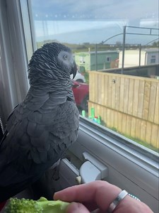 97K views · 2.4K reactions | Giving all his orders out ❤️ | Kelo the African Grey | Facebook