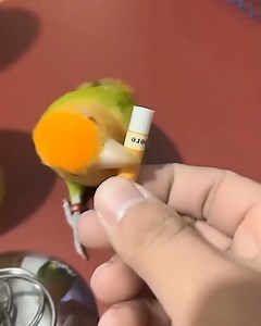 222K views · 697 reactions | Parrots Are Intelligent Creatures❤ | The Public Purview | Facebook