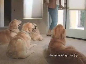 1.4K views | Estetta is amazed at how Don Sullivan The DogFather's #dogtraining system has transformed her out-of-control dogs | The Perfect Dog training system - Don Sullivan, The DogFather | Facebook