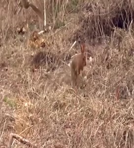 With the running speed of the rabbit, will it be able to escape the pursuit of the eagle | PAK Hunting