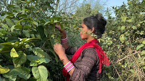 #Gaon #Ke #Desi #blog# | Sangeeta Verma