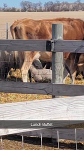 Milk Bar - serve yourself- lunch buffet #peterson601homestead #jerseymilkcow #dairycow #milk #gotmilk? #lambingseason2025 #Lambs #lamb #sheep #cute #fypシ゚viralシfypシ゚viralシalシ #fypchallenge Peterson 601 Homestead | Peterson Sheep & Goats 601 Homestead