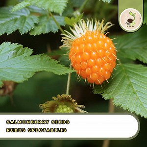 Salmonberry Seeds | Rubus Spectabilis | Fruit-bearing Shrub - Etsy