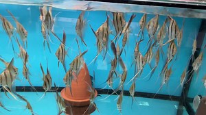 23 reactions | Altum | Livefish Bulgaria | Facebook