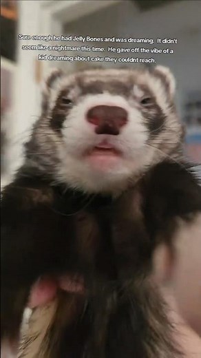 Heard Crying In The Ferret Room