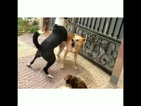 Dog fights | Angry Street dogs fighting | Dog Attacks | Pitbull attacks| Paws |Claws |Survival