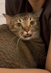 Love-hate with Papi: Cute Cat Kicks Door