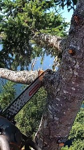 2.4K views | Topping a Huge Fir Tree | Balance Of Nature | Facebook