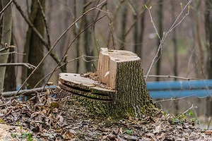 Felling, Limbing, & Bucking Trees with A Chainsaw