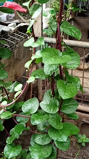 Siling haba native veraion #ByaheniNante | Byahe ni Nante