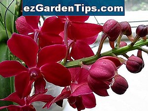 Verzorging van de plant Caesalpinia Pulcherrima 🌱 Tips Tuinders - Nl.ezGardenTips.com