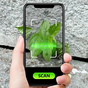 😍One tap to distinguish weeds or herbs. | PictureThis
