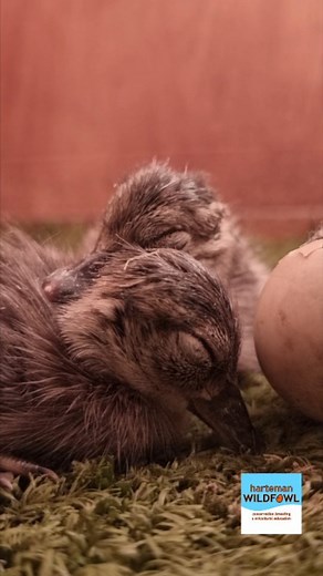 48 reactions | The first Madagascar teal ducklings of this season have recently hatched  The species is endemic to Madagascar, endangered (IUCN red list), and listed CITES II, meaning careful and sustainable captive breeding is important to support a secure ex-situ population. | Harteman Wildfowl Aviaries | Facebook