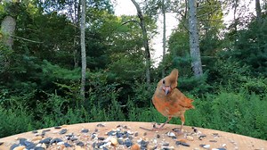 Juvenile Cardinal | Critter Cam