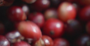 Video by Michael Burrows on Pexels