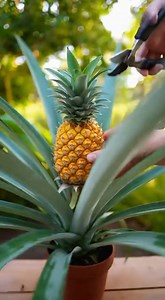 39K views · 244 reactions | Avec cette méthode, planter un ananas devient très facile | Santé et Bon marché | Facebook