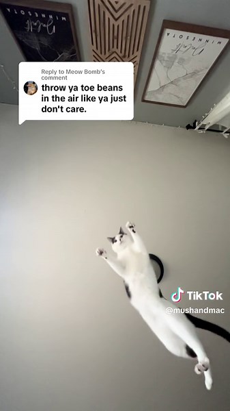 Exploring Adorable Cat Toe Beans in Slow Motion