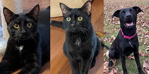 Waggin’ Wednesday: Meet Cal, Dunk and Reese