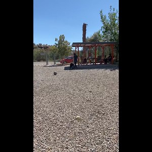 24 reactions | Available in Spain - River Rex Name - Rex Age...