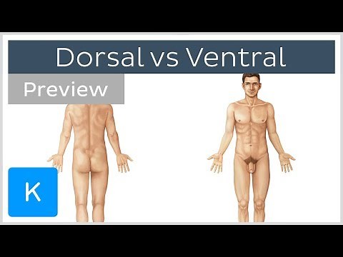Dorsal vs Ventral (preview) - Terminology - Human Anatomy | Kenhub