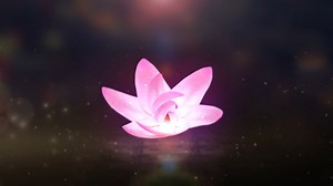 Blossom Blooming Pure Lotus LOGO Title Animation AE Template Video AEP Template Free Download - Pikbest