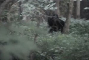 Sasquatch Harasses Hunters on Grand Mesa | Rocky Mountain Sasquatch Organization