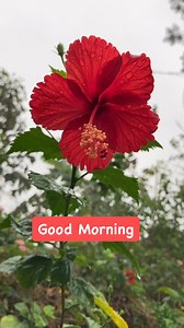 22K views · 375 reactions |  Good Morning #springmorning | Good morning Good night wishes and Images | Facebook